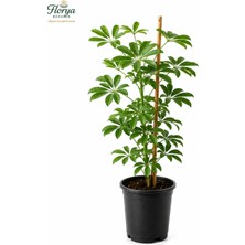 Florya Botanik Şeflera Bitkisi 90 cm Schefflera Bitkisi 5 Parmak Bitkisi Ev Ofis Salon Bitkisi