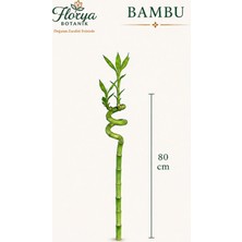 Florya Botanik Şans Bambusu - Lucky Bamboo 1 Adet Canlı Salon Bitkisi 80 cm