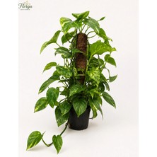 Florya Botanik Pothos Sarmaşık Bitkisi Ev Ofis Salon Iç Mekan Canlı Dekoratif Bitki 80 cm