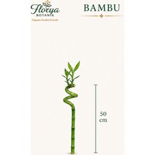 Florya Botanik Şans Bambusu - Lucky Bamboo 1 Adet Canlı Salon Bitkisi 50 cm
