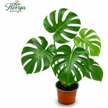 Florya Botanik Monstera Deliciosa - Deve Tabanı - Ev Ofis Salon Iç Mekan Bitkisi - 30-40 cm