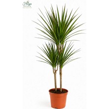 Florya Botanik Dracaena Marginata Xl - Madagaskar Dragon Ağacı 2 Iki Gövdeli Canlı Salon Bitkisi 110-120 cm