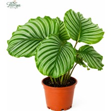Florya Botanik Calathea Orbifolia Dua Çiçeği Kaletya 50-60 cm