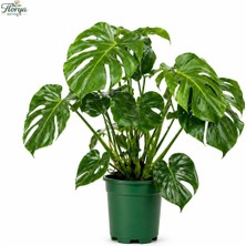 Florya Botanik Monstera Deliciosa - Deve Tabanı - Ev Ofis Salon Iç Mekan Bitkisi - 70 cm