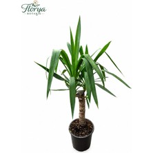 Florya Botanik Yucca - Yuka 'avize' Çiçeği Yuka - Ev Ofis Salon Iç Mekan Bitkisi - 50-60 cm