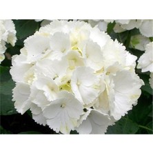 Isparta Gülü White Beyaz Ortanca Fidanı Fidesi 10-30 cm Hydrangea Macrophylla