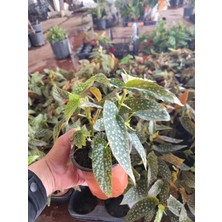 Isparta Gülü Canlı Çilli Begonya Begonia Maculata - Dekoratif Benekli Yapraklı Salon Bitkisi