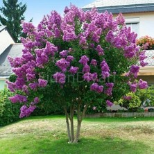 Isparta Gülü Mor Lila Oya Çiçeği Fidanı 20-40 cm