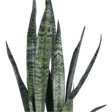 Isparta Gülü Peygamber Kılıcı Fidanı Paşa Kılıcı Sansevieria 10-20 cm