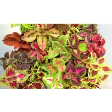 Yaprak Güzeli Karışık Renk 3 Adet 10-20 cm