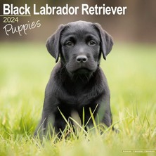 Nacario Black Labrador Puppies Calendar 2024 Square Dog Puppy Breed Wall Calendar - 16 Month