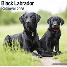Nacario Black Labrador Retriever – Siyah Labrador 2025 – 16 Aylık Takvim: Orijinal Avonside Takvimi [çok Dilli] [takvim] (Duvar Takvimi)