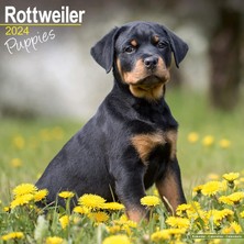 Nacario Rottweiler Puppies Calendar 2024 Square Dog Puppy Breed Wall Calendar - 16 Month