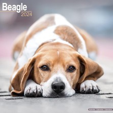 Nacario Beagle Calendar 2024 Square Dog Breed Wall Calendar - 16 Month