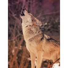 Nacario Snow Wolf Composition Notebook, Wide Ruled: Lined Student Exercise Book