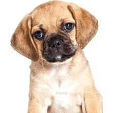Nacario Journal: Puggle Puppy Notebook