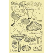 Nacario Notebook: Botanical Mushrooms Journal 100 Blank Lined Page Matte Soft Cover Notebook, College Ruled (6 x 9 Inch) Blank Lined Mushrooms Design Cover Notebook
