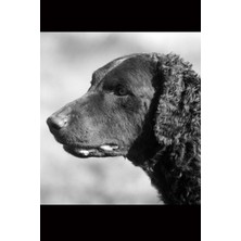 Nacario The Curly-Coated Retriever Dog Journal: 150 Page Lined Notebook/diary