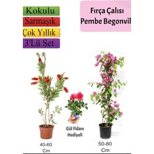 Nacario Fırça Çalısı+ Pembe Begonvil+ Gül Fidanı Hediyeli