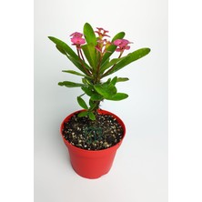 Nacario Pembe Dikenler Tacı Büyük Boy Euphorbia Mili Nadir Bulunan Spiral Dikenli 12 cm Kırmızı Saksıda