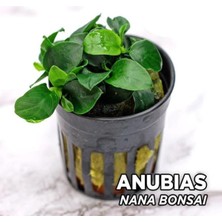 Nacario Anubias Nana Bonsai Saksı Canlı Bitki