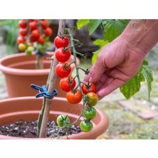 Nacario Totem Cherry Domates Tohumu 25+ Tohum – Mini Cherry Domates Bitkisi – Saksı ve Balkon Yetiştiriciliğine Uygun