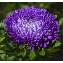 Nacario Aster Kasımpatı (Krizantem) Mavi Renkli - 20 Tohum