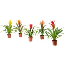 IKEA Guzmanıa Yeşil 12 cm Canlı Bitki