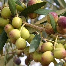 Ideapazar Tüplü Ispanyol Bodur Arbequina Zeytin Fidanı (2 Yaş)