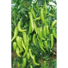 Aesco Çarliston Biber Tohumu 10 gr