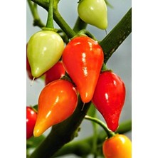 Aesco Misket Biberiye Biber Tohumu 5 gr