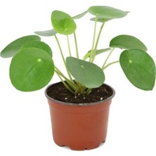 Isparta Gülü Pilea Peperomioides - Çin Para Ağacı - Ev Ofis Salon Iç Mekan Bitkisi