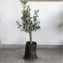 Fidancıyız Gemlik Zeytin Fidanı 2yaş( 50 ila 60 cm boy)