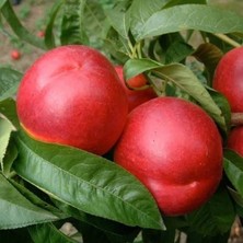 Fidan Sepetim 3 Yaş Amiga Nektarin Fidanı