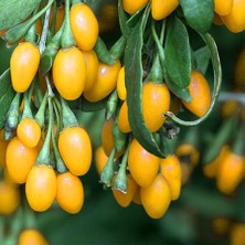 Tüplü Nadir Çeşit Sarı Goji Berry Kurt Üzümü (bambulu)