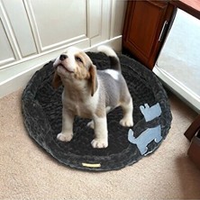 Orvessa Antistres Köpek ve Kedi Yatağı ile Rahat Uyku Ortamı Kedi ve Köpek Yatağı
