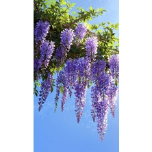Tunç Botanik MOR SALKIM 'Wisteria Sinensis' / 100-120 CM SARILICI ÇİÇEKLİ BİTK