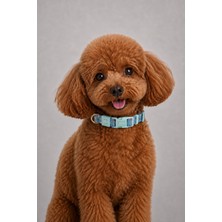 Caramelos Köpek Tasması-Köpek Boyun Tasması- Küçük Irk Tasma- Orta Irk Tasma- 2 cm Desenli