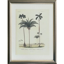 Charette Maison Palm Sketch Altın Rengi Ahşap Çerçeveli No.4 Baskı Tablo