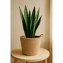Maison Luré Çok Amaçlı Dekoratif Organizer, 18X18 Cm, Bitki ve Eşyalar Sepet