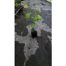 Tüplü Ginkgo Biloba Mabet Ağacı Fidanı