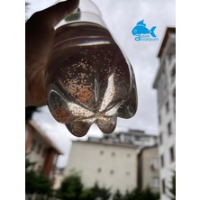 Atılım Akvaryum Daphnia Su Piresi Kültürü 500ML Minimum 500 Adet