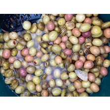 Altın Gıda 45 1 kg Ege Kokteyl Zeytin | Kırma, Çizme, Biberli, Izgara Karışık Yeşil Zeytin