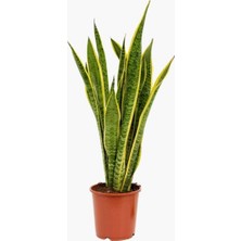Bitkifidan Paşa Kılıcı Çiçeği (Peygamber Kılıcı - Sansevieria Trifasciata)