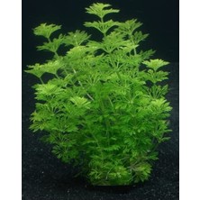 Frefly Store 5 Dal Limpnophila Sessiliflora, Canlı Akvaryum Bitkisi