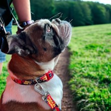 Frefly Store Geri Dönüştürülmüş Ayarlanabilir Köpek Boyun Tasması - Emniyet Tokalı ve Tüy Toplamaz