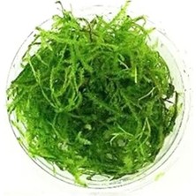 Frefly Store Canlı Java Moss Bitkisi, Akvaryum Dekorasyonu Için Sevimli Seçim