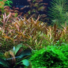 Frefly Store Kolay Bakım Için 5 Dal Canlı Akvaryum Bitkisi, Ludwigia