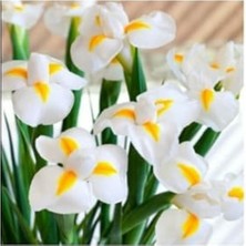 Frefly Store 20 Adet Golden Beauty Iris Süsen Karışık Renkli Soğanı