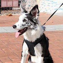 Frefly Store Siyah Renk Large Boy Dotty Tipi Köpek Tasması